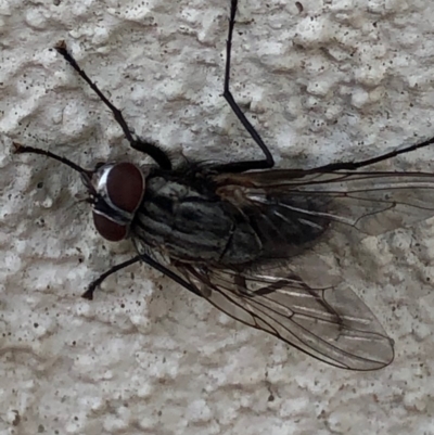 Muscidae (family) (Unidentified muscid fly) at Monash, ACT - 12 Dec 2019 by jackQ