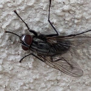 Muscidae (family) at Monash, ACT - 12 Dec 2019