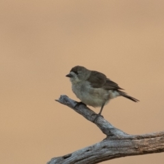 Aphelocephala leucopsis (Southern Whiteface) at Tennent, ACT - 26 Dec 2019 by rawshorty
