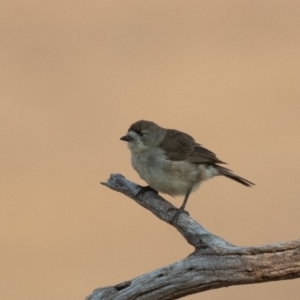 Aphelocephala leucopsis at Tennent, ACT - 27 Dec 2019