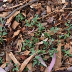 Einadia nutans subsp. nutans (Climbing Saltbush) at Fowles St. Woodland, Weston - 28 Dec 2019 by AliceH