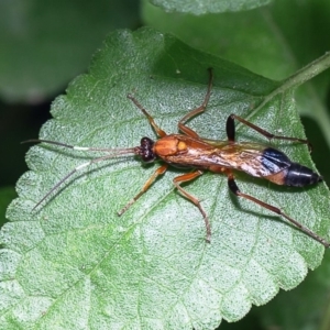 Ctenochares bicolorus at Macgregor, ACT - 27 Dec 2019 04:26 PM