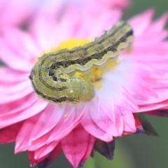 Helicoverpa punctigera (Native Budworm) at ANBG - 29 Nov 2019 by AlisonMilton