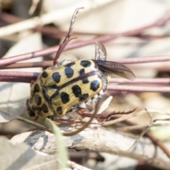 Neorrhina punctatum (Spotted flower chafer) at Higgins, ACT - 28 Dec 2019 by AlisonMilton