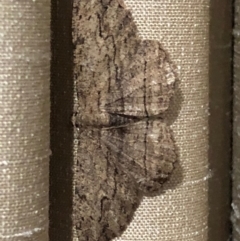 Ectropis excursaria (Common Bark Moth) at Monash, ACT - 7 Dec 2019 by jackQ