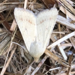 Helicoverpa (genus) (A bollworm) at Monash, ACT - 6 Dec 2019 by jackQ