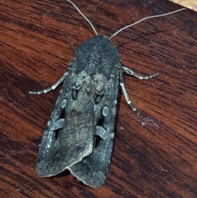 Agrotis infusa (Bogong Moth, Common Cutworm) at Monash, ACT - 21 Nov 2019 by jackQ
