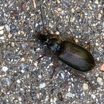 Notagonum submetallicum (Predatory ground beetle) at Monash, ACT - 16 Nov 2019 by jackQ