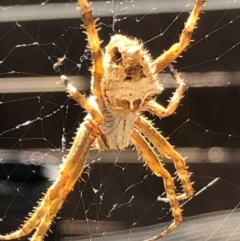 Backobourkia sp. (genus) (An orb weaver) at Monash, ACT - 16 Nov 2019 by jackQ