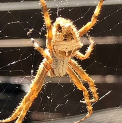 Backobourkia sp. (genus) (An orb weaver) at Monash, ACT - 16 Nov 2019 by jackQ