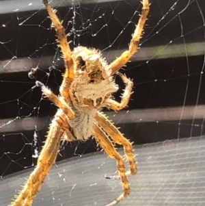 Backobourkia sp. (genus) at Monash, ACT - 16 Nov 2019 10:41 AM