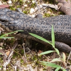 Egernia saxatilis intermedia (Black Rock Skink) at Wyndham, NSW - 19 Apr 2019 by Volplana