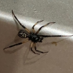 Steatoda capensis (South African cupboard spider) at Monash, ACT - 4 Nov 2019 by jackQ