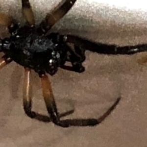 Steatoda capensis at Monash, ACT - 4 Nov 2019 09:23 PM