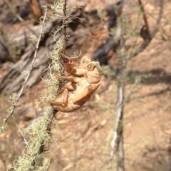 Psaltoda moerens (Redeye cicada) at Booth, ACT - 24 Dec 2019 by KMcCue