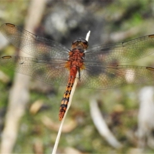 Diplacodes melanopsis at Bruce, ACT - 28 Dec 2019 03:53 PM