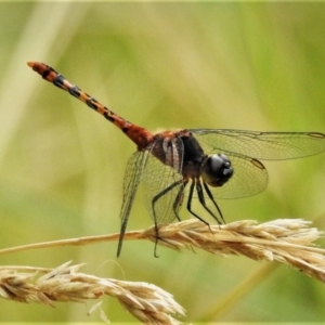 Diplacodes melanopsis at Bruce, ACT - 28 Dec 2019