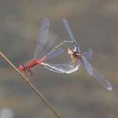 Xanthagrion erythroneurum at Gungahlin, ACT - 27 Dec 2019