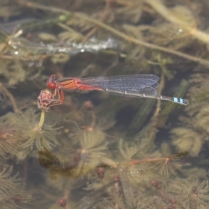 Xanthagrion erythroneurum at Gungahlin, ACT - 27 Dec 2019