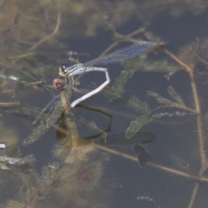 Xanthagrion erythroneurum at Gungahlin, ACT - 27 Dec 2019