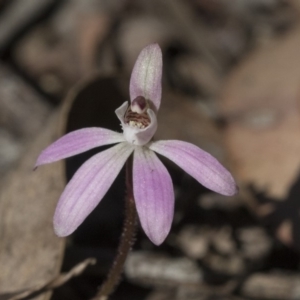 Caladenia fuscata at Bruce, ACT - suppressed