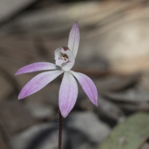 Caladenia fuscata at Bruce, ACT - suppressed