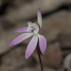 Caladenia fuscata at Bruce, ACT - 11 Sep 2019