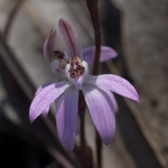 Caladenia fuscata at Bruce, ACT - 11 Sep 2019