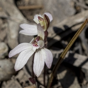 Caladenia fuscata at Bruce, ACT - suppressed