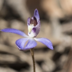 Cyanicula caerulea (Blue Fingers, Blue Fairies) at Gossan Hill - 10 Sep 2019 by AlisonMilton