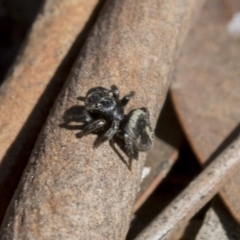 Salpesia sp. (genus) (Salpesia Jumping Spider) at Bruce, ACT - 11 Sep 2019 by AlisonMilton
