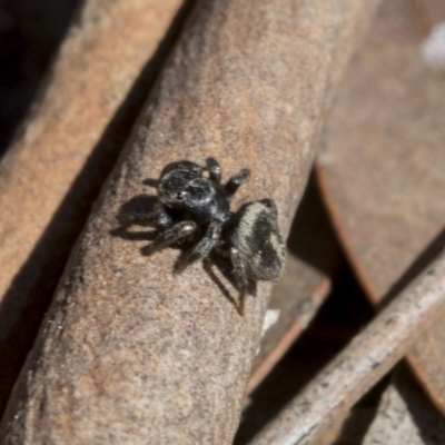 Salpesia (genus) (Salpesia Jumping Spider) at Bruce, ACT - 11 Sep 2019 by AlisonMilton