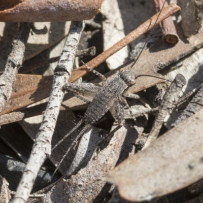 Eurepa marginipennis (Mottled bush cricket) at Gossan Hill - 11 Sep 2019 by AlisonMilton