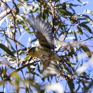 Pardalotus striatus at Bruce, ACT - 11 Sep 2019 12:37 PM