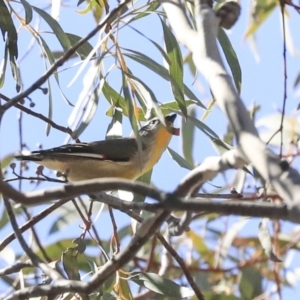 Pardalotus striatus at Bruce, ACT - 11 Sep 2019 12:37 PM