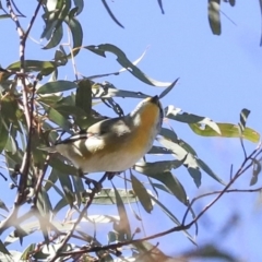 Pardalotus striatus at Bruce, ACT - 11 Sep 2019 12:37 PM