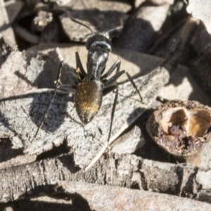 Camponotus aeneopilosus at Bruce, ACT - 11 Sep 2019 02:11 PM