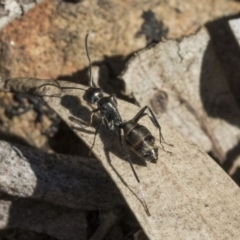 Camponotus aeneopilosus (A Golden-tailed sugar ant) at Bruce, ACT - 11 Sep 2019 by AlisonMilton