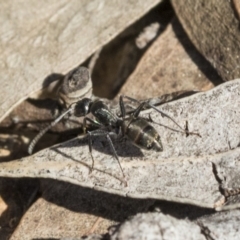 Camponotus aeneopilosus at Bruce, ACT - 11 Sep 2019 02:11 PM