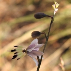 Arthropodium milleflorum (Vanilla Lily) at Uriarra, NSW - 26 Dec 2019 by JohnBundock