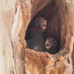 Callocephalon fimbriatum (Gang-gang Cockatoo) at Hughes, ACT - 28 Dec 2019 by TomT