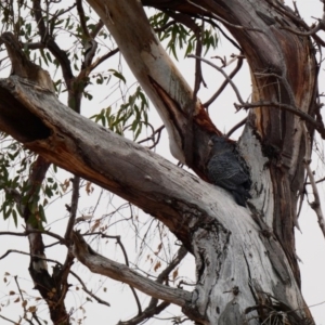 Callocephalon fimbriatum at Hughes, ACT - 28 Dec 2019