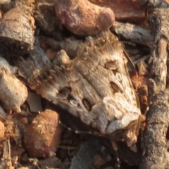 Agrotis munda (Brown Cutworm) at Curtin, ACT - 25 Dec 2019 by RobParnell