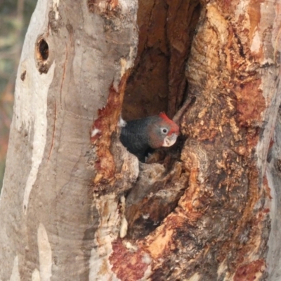 Callocephalon fimbriatum (Gang-gang Cockatoo) at Deakin, ACT - 29 Dec 2019 by TomT