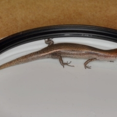 Lampropholis delicata (Delicate Skink) at Kambah, ACT - 29 Dec 2019 by Marthijn