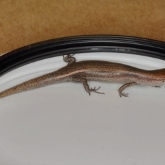 Lampropholis delicata (Delicate Skink) at Kambah, ACT - 29 Dec 2019 by Marthijn