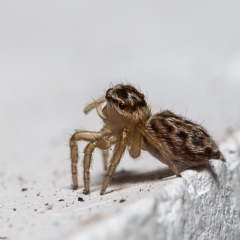 Maratus griseus (Jumping spider) at Macgregor, ACT - 29 Dec 2019 by Roger