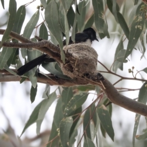 Rhipidura leucophrys at Higgins, ACT - 29 Dec 2019 10:04 AM