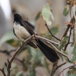 Rhipidura leucophrys at Higgins, ACT - 29 Dec 2019 10:04 AM