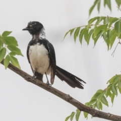 Rhipidura leucophrys at Higgins, ACT - 29 Dec 2019 10:04 AM